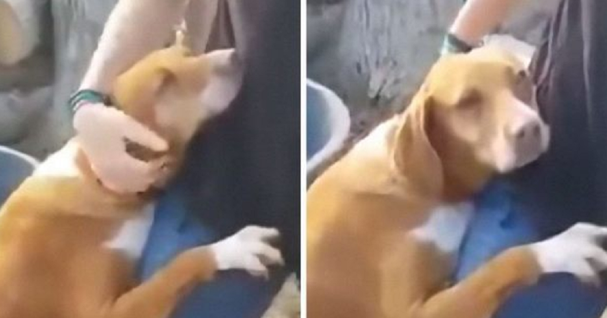 Hond laat journalist die asiel bezoekt voor reportage niet los totdat hij hem adopteert.