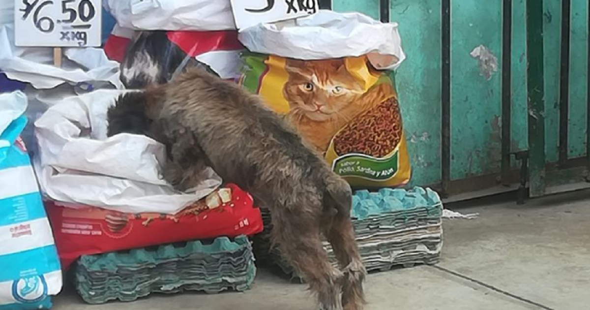Winkeleigenaar laat expres zakken hondenvoer open zodat zwerfhonden kunnen eten.