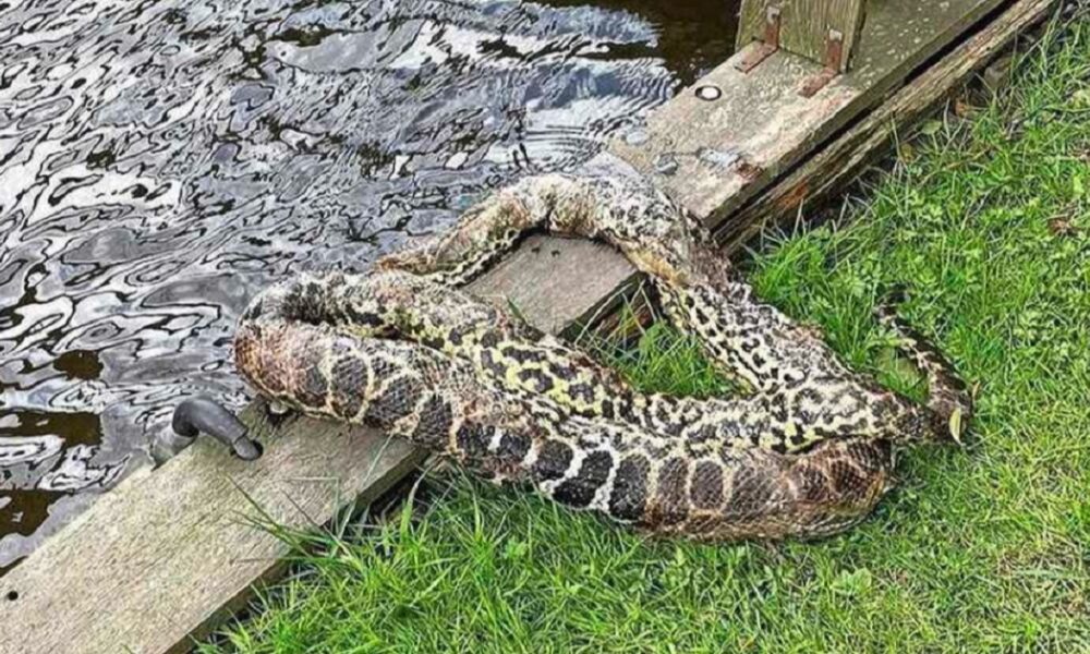 Anaconda