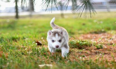 husky