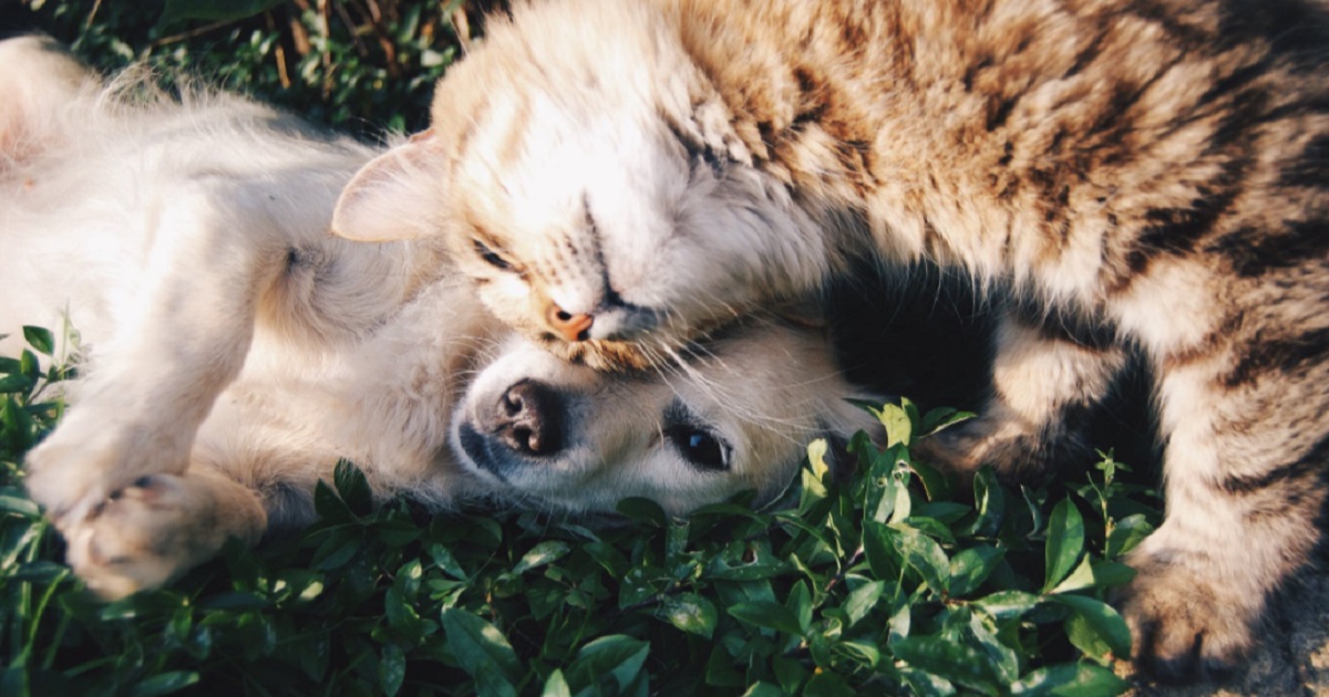 Onderzoek: Katten en honden beschermen tegen geheugenverlies op oudere leeftijd
