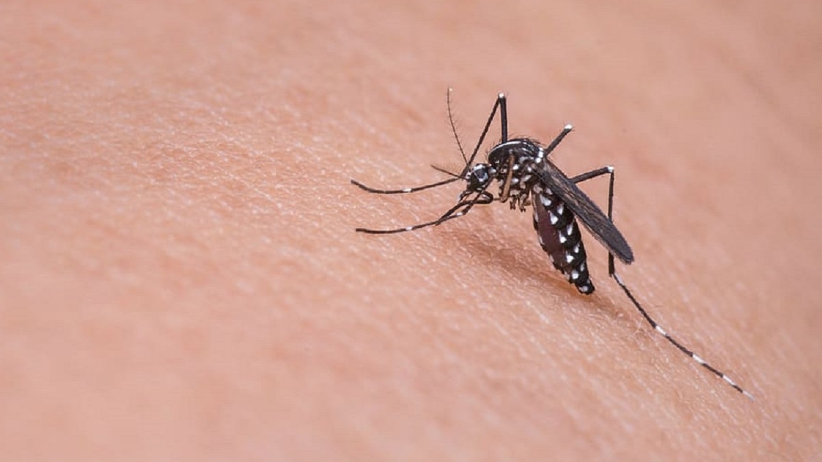 7 redenen waarom muggen jou sneller steken dan iemand anders