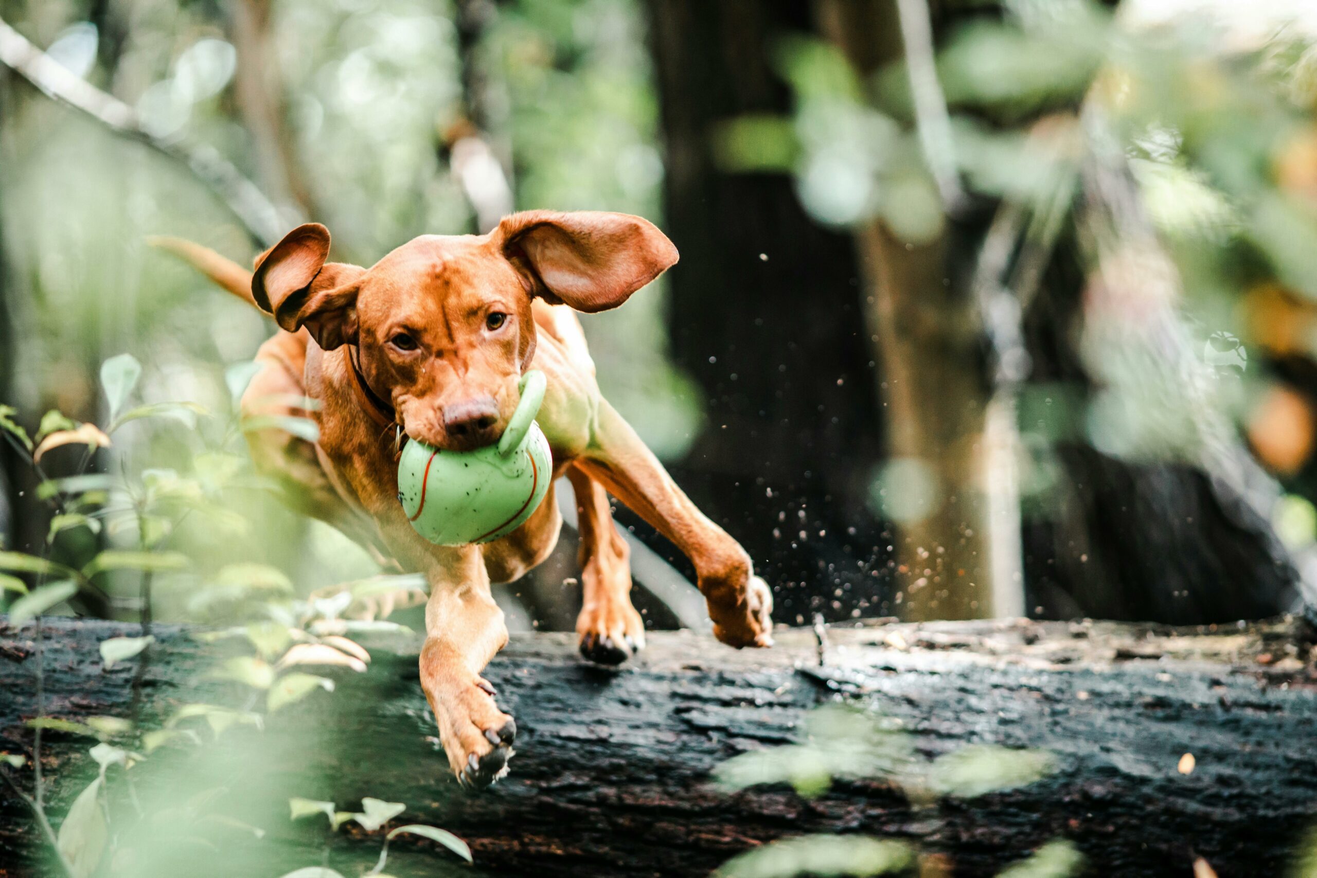 De 7 beste actieve hondenrassen voor mensen met een sportieve levensstijl