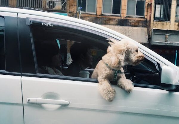 Ook honden moeten in de auto een gordel dragen