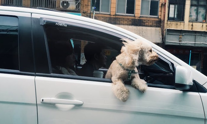 Ook honden moeten in de auto een gordel dragen